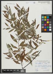 Foto von Salix alba L.